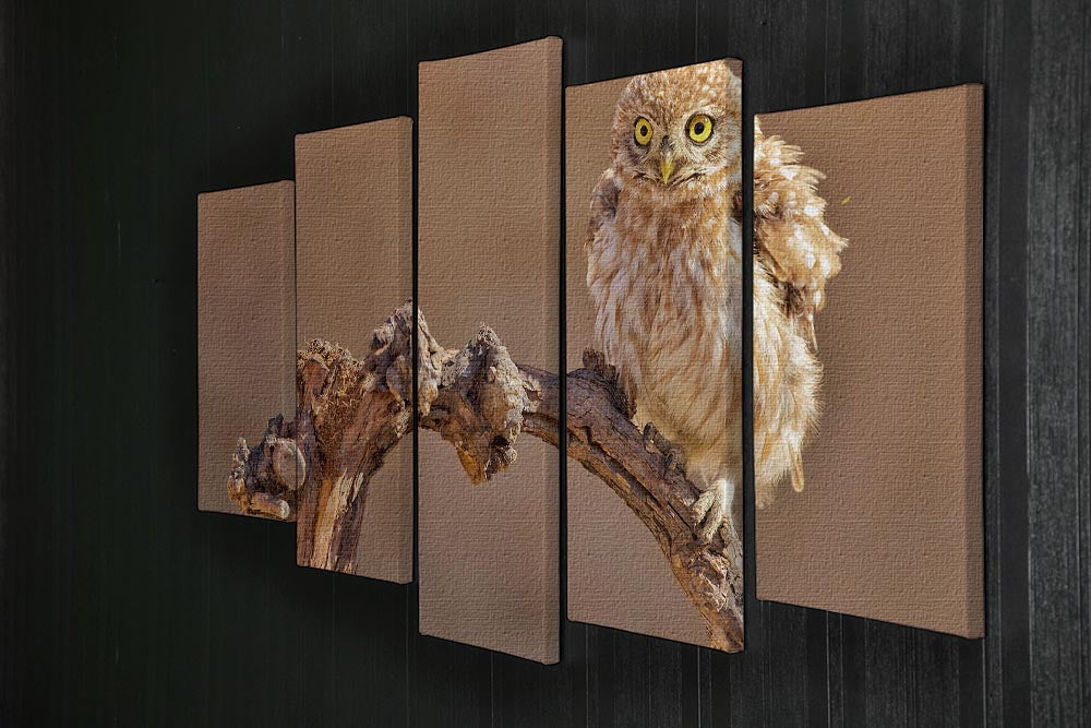 Little Owl On A Branch 5 Split Panel Canvas - Canvas Art Rocks - 2