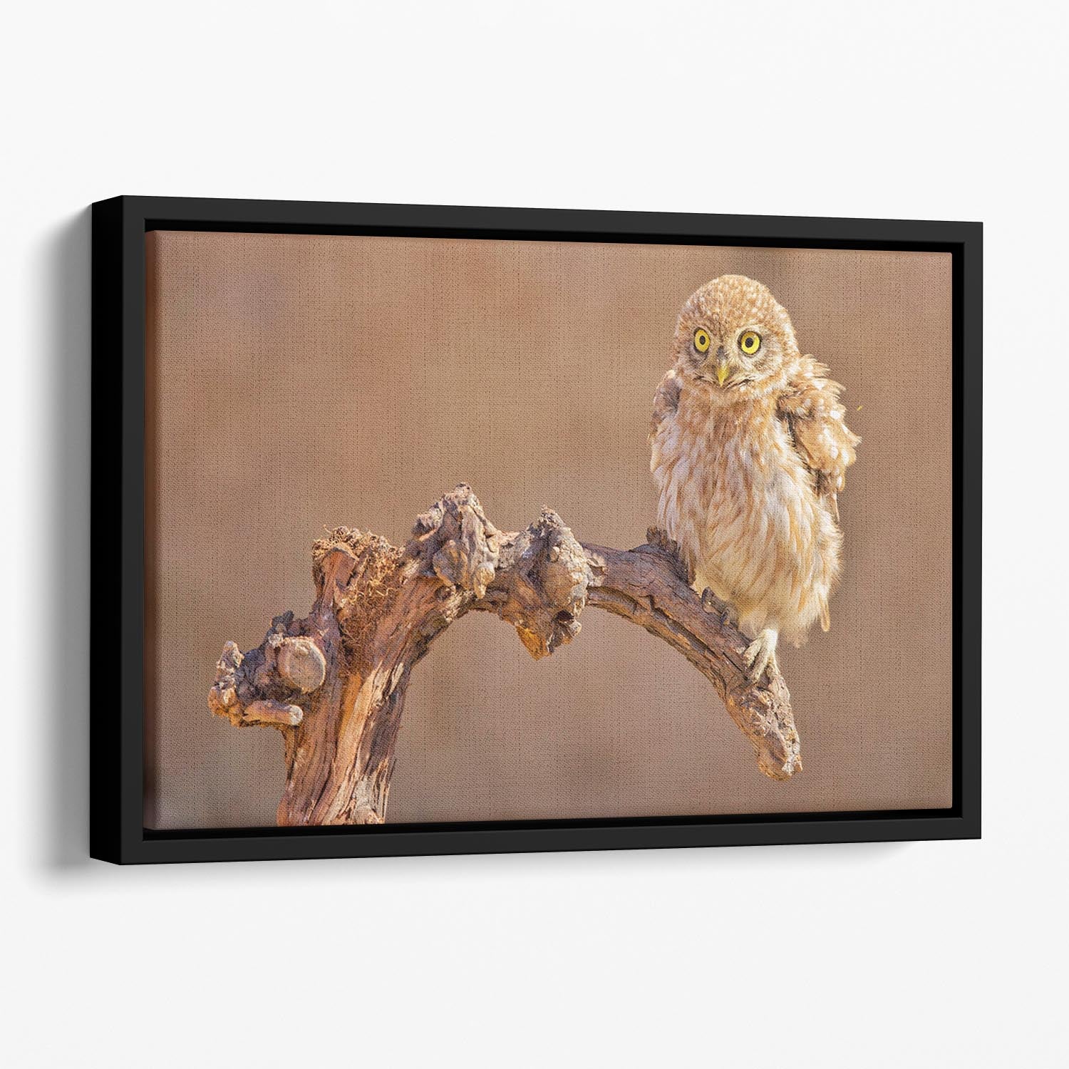 Little Owl On A Branch Floating Framed Canvas - Canvas Art Rocks - 1