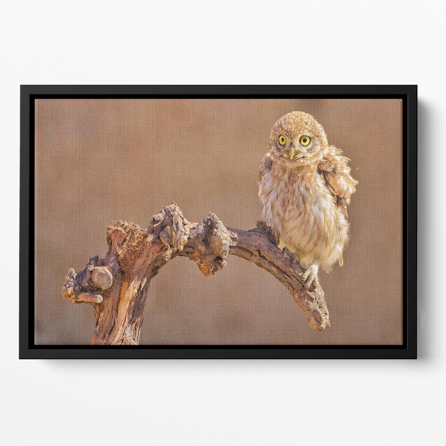 Little Owl On A Branch Floating Framed Canvas - Canvas Art Rocks - 2