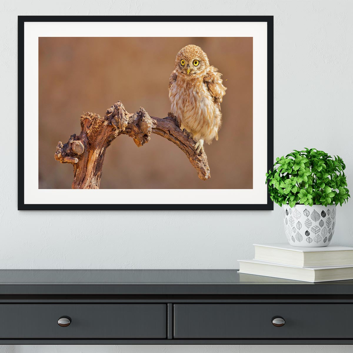 Little Owl On A Branch Framed Print - Canvas Art Rocks - 1