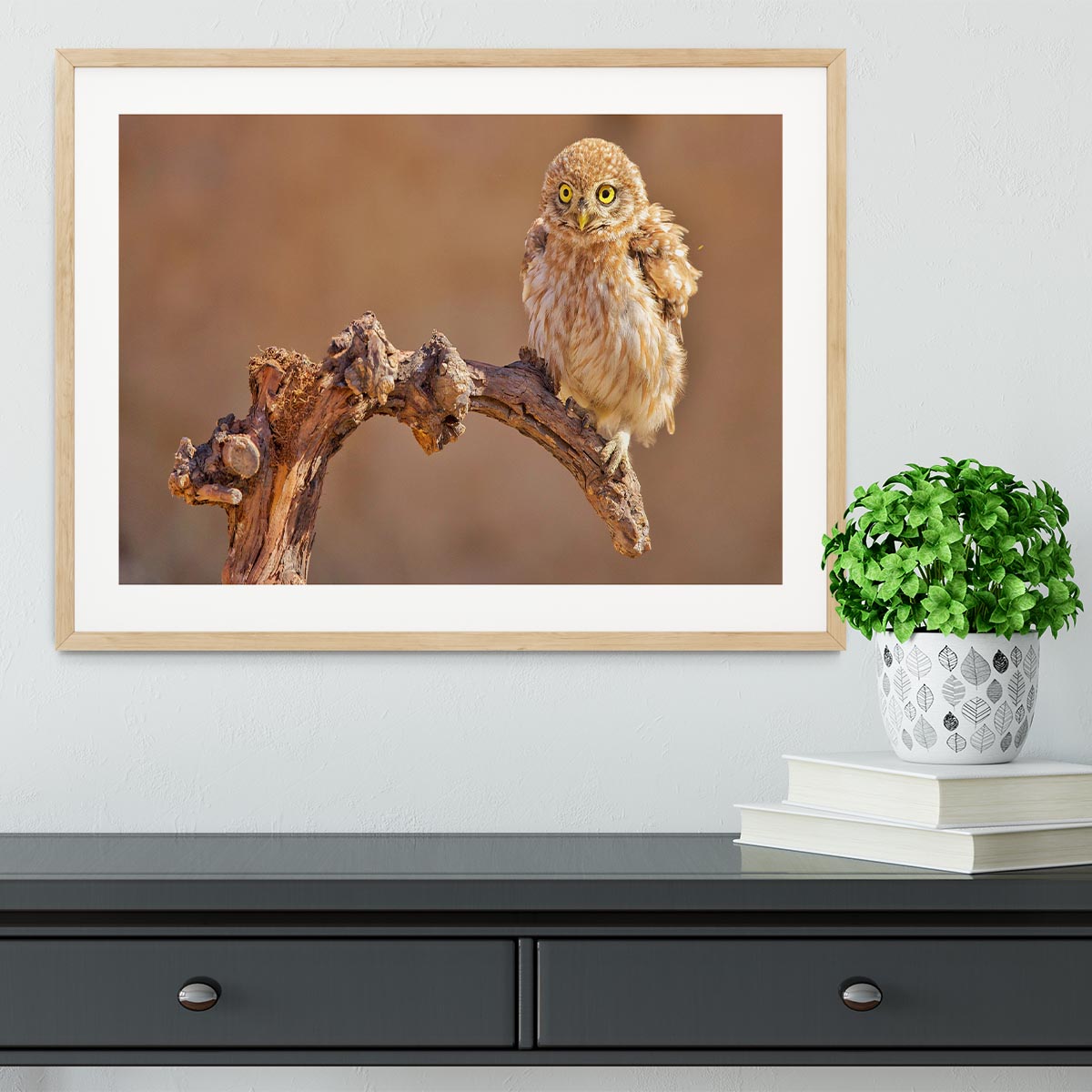 Little Owl On A Branch Framed Print - Canvas Art Rocks - 3