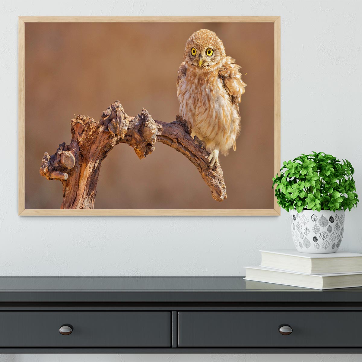 Little Owl On A Branch Framed Print - Canvas Art Rocks - 4