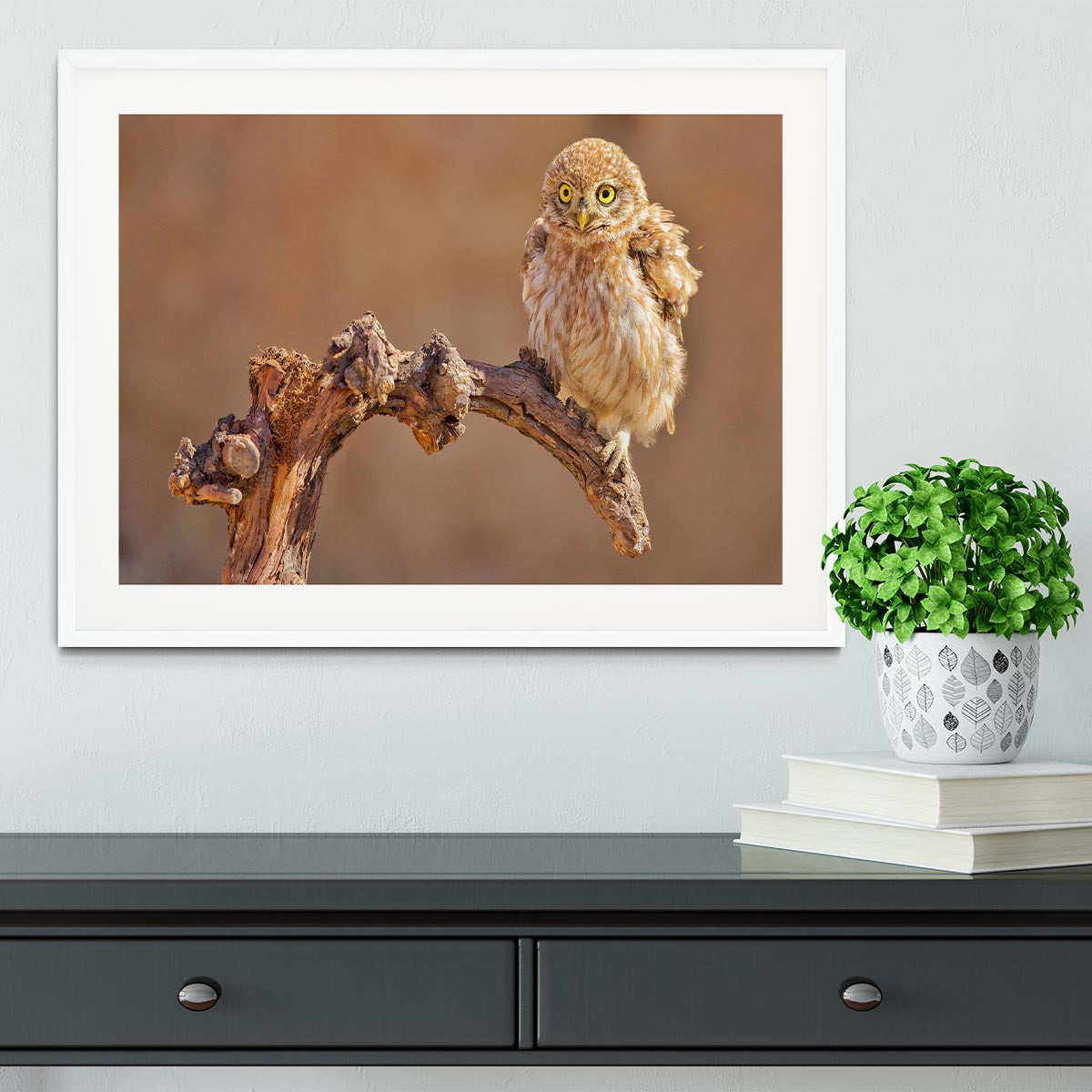 Little Owl On A Branch Framed Print - Canvas Art Rocks - 5