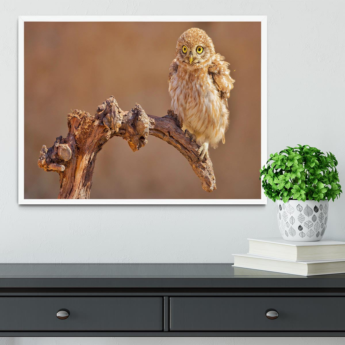 Little Owl On A Branch Framed Print - Canvas Art Rocks -6