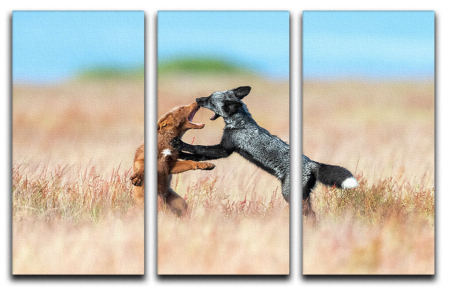 Two Foxes Wrestling 3 Split Panel Canvas Print - Canvas Art Rocks - 1