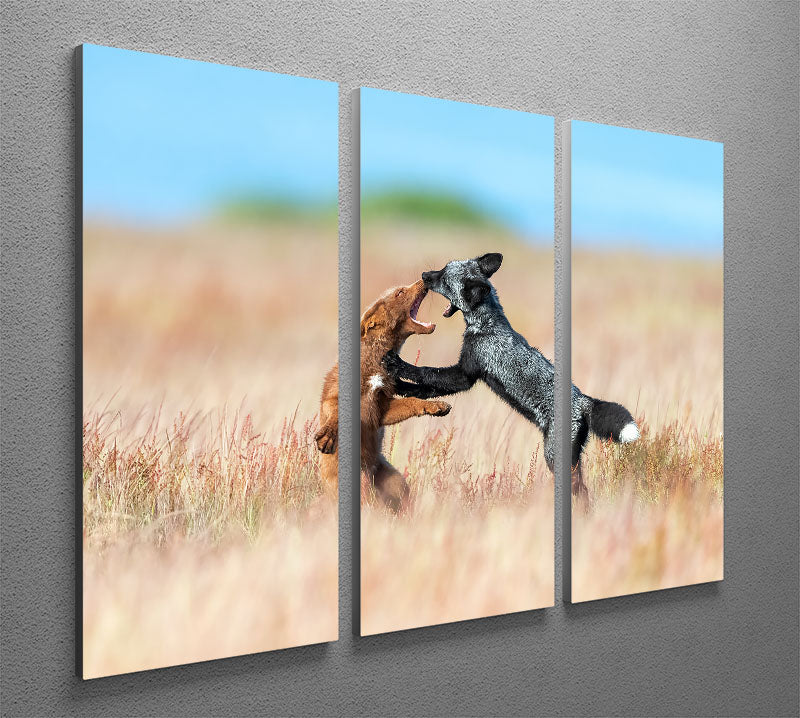 Two Foxes Wrestling 3 Split Panel Canvas Print - Canvas Art Rocks - 2