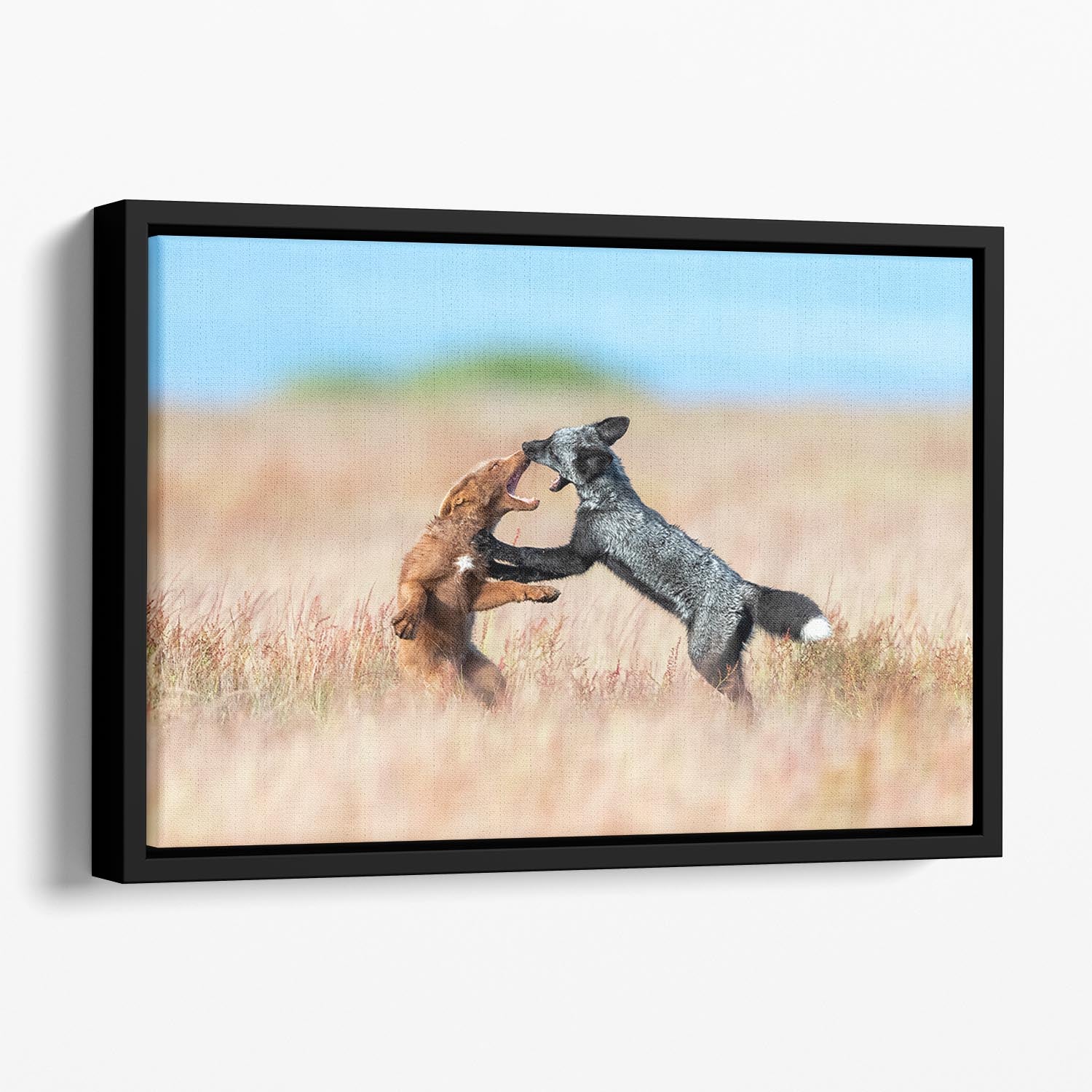 Two Foxes Wrestling Floating Framed Canvas - Canvas Art Rocks - 1