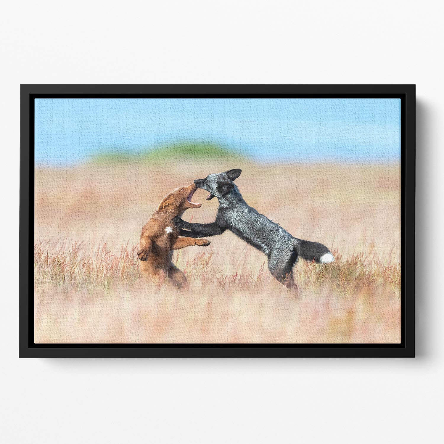 Two Foxes Wrestling Floating Framed Canvas - Canvas Art Rocks - 2