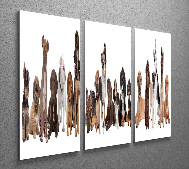 22 puppy dogs in a row in front of a white background 3 Split Panel Canvas Print - Canvas Art Rocks - 2