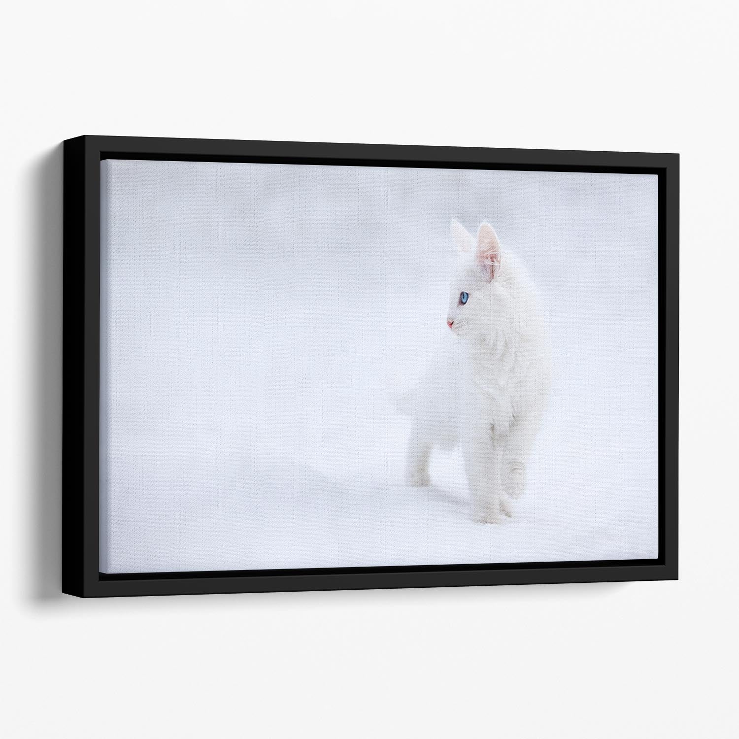 Kitten White as Snow Floating Framed Canvas - Canvas Art Rocks - 1