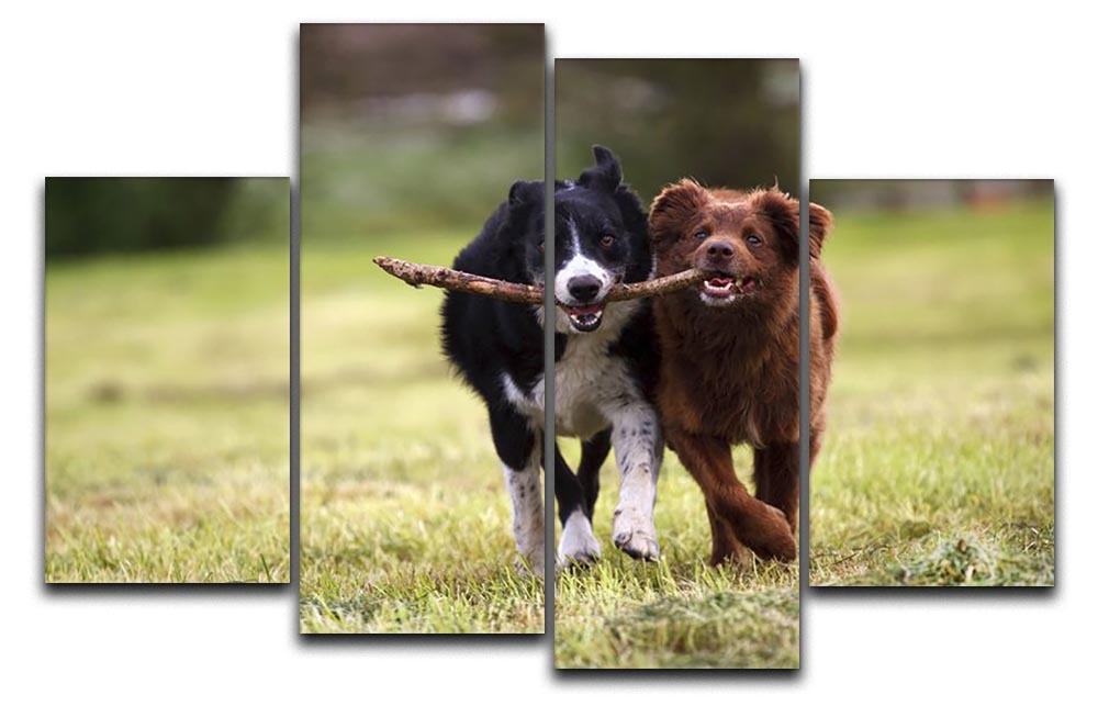 2 border collie dogs fetching a stick in open field 4 Split Panel Canvas - Canvas Art Rocks - 1
