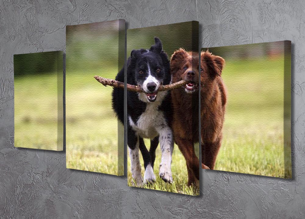 2 border collie dogs fetching a stick in open field 4 Split Panel Canvas - Canvas Art Rocks - 2