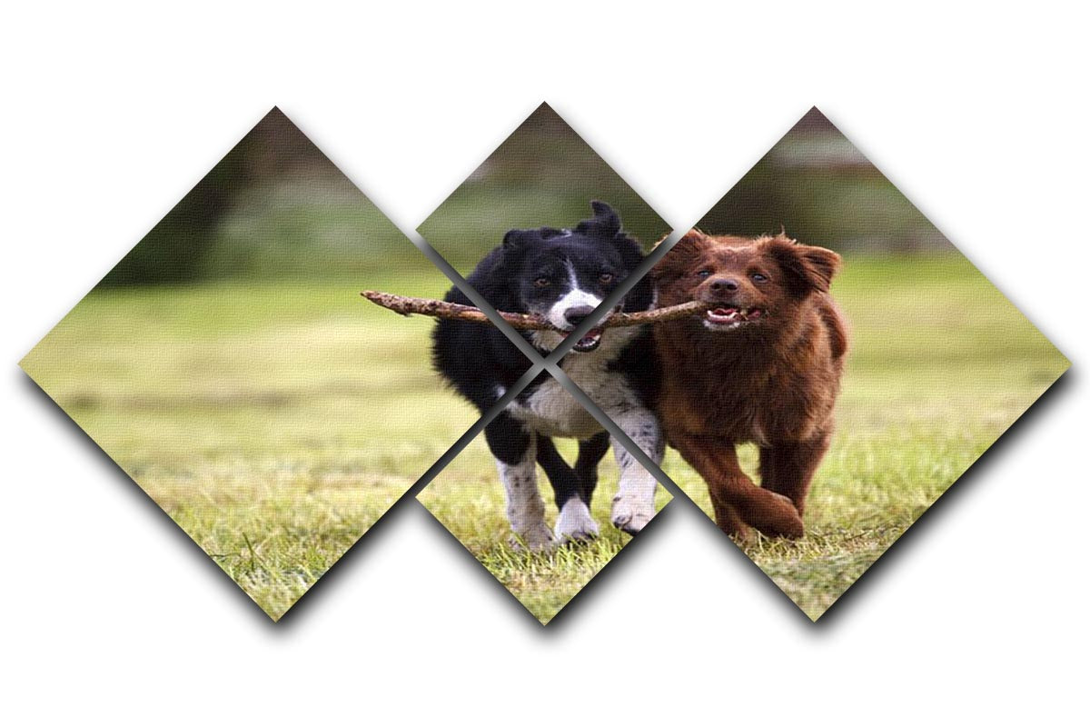 2 border collie dogs fetching a stick in open field 4 Square Multi Panel Canvas - Canvas Art Rocks - 1