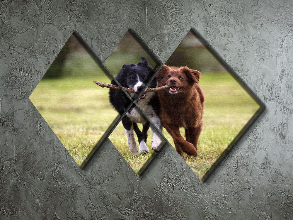 2 border collie dogs fetching a stick in open field 4 Square Multi Panel Canvas - Canvas Art Rocks - 2
