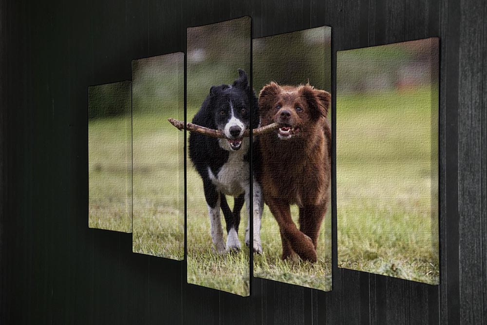 2 border collie dogs fetching a stick in open field 5 Split Panel Canvas - Canvas Art Rocks - 2