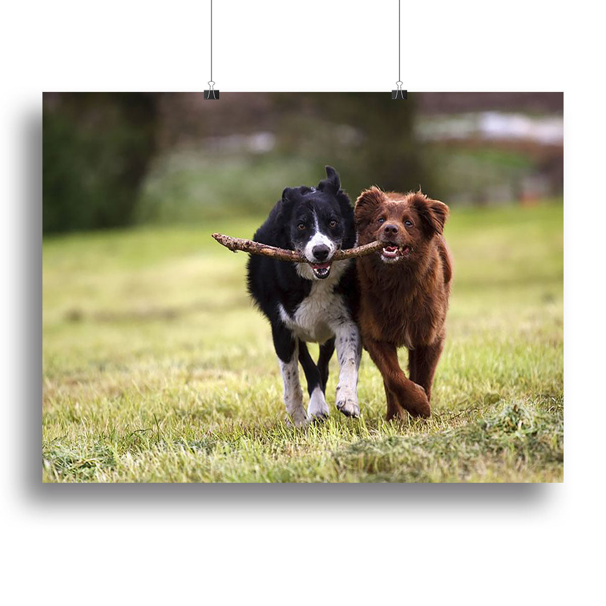 2 border collie dogs fetching a stick in open field Canvas Print or Poster - Canvas Art Rocks - 2