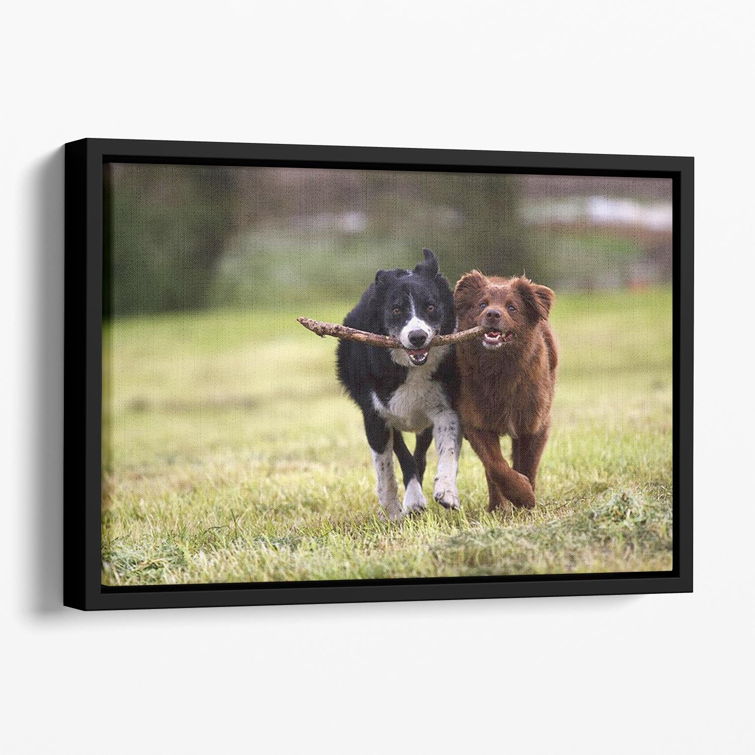 2 border collie dogs fetching a stick in open field Floating Framed Canvas - Canvas Art Rocks - 1