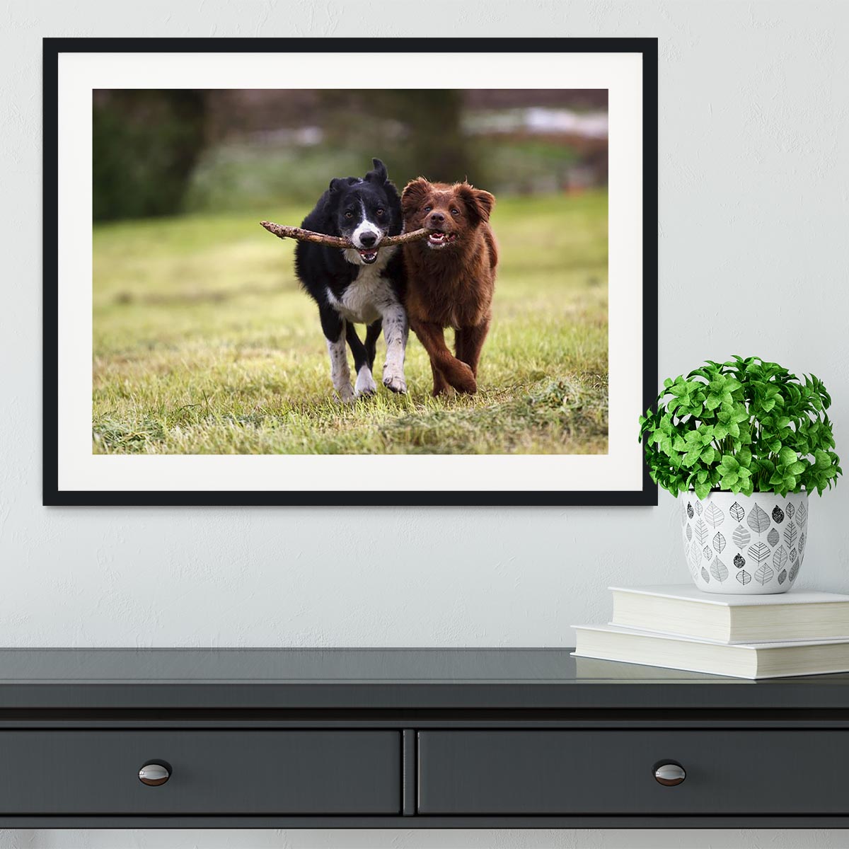 2 border collie dogs fetching a stick in open field Framed Print - Canvas Art Rocks - 1