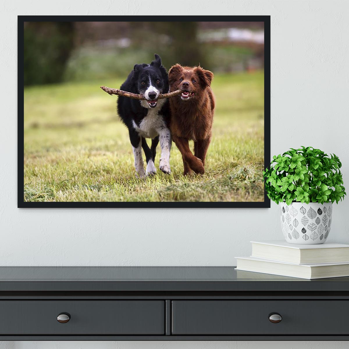 2 border collie dogs fetching a stick in open field Framed Print - Canvas Art Rocks - 2
