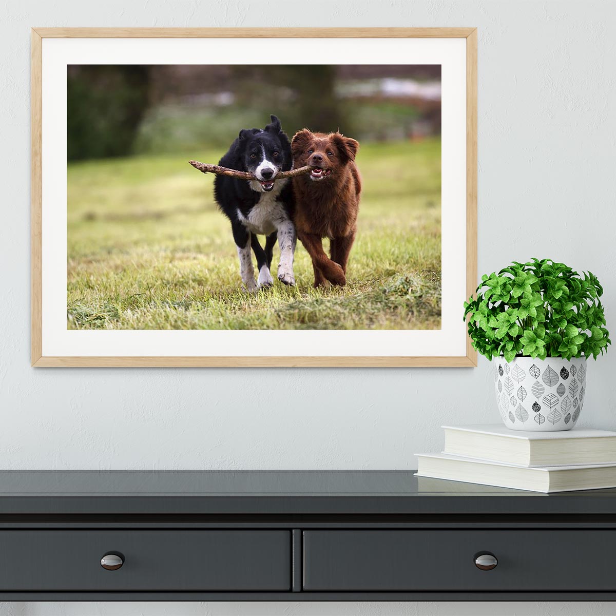 2 border collie dogs fetching a stick in open field Framed Print - Canvas Art Rocks - 3