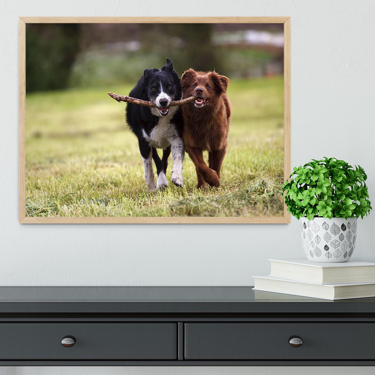 2 border collie dogs fetching a stick in open field Framed Print - Canvas Art Rocks - 4