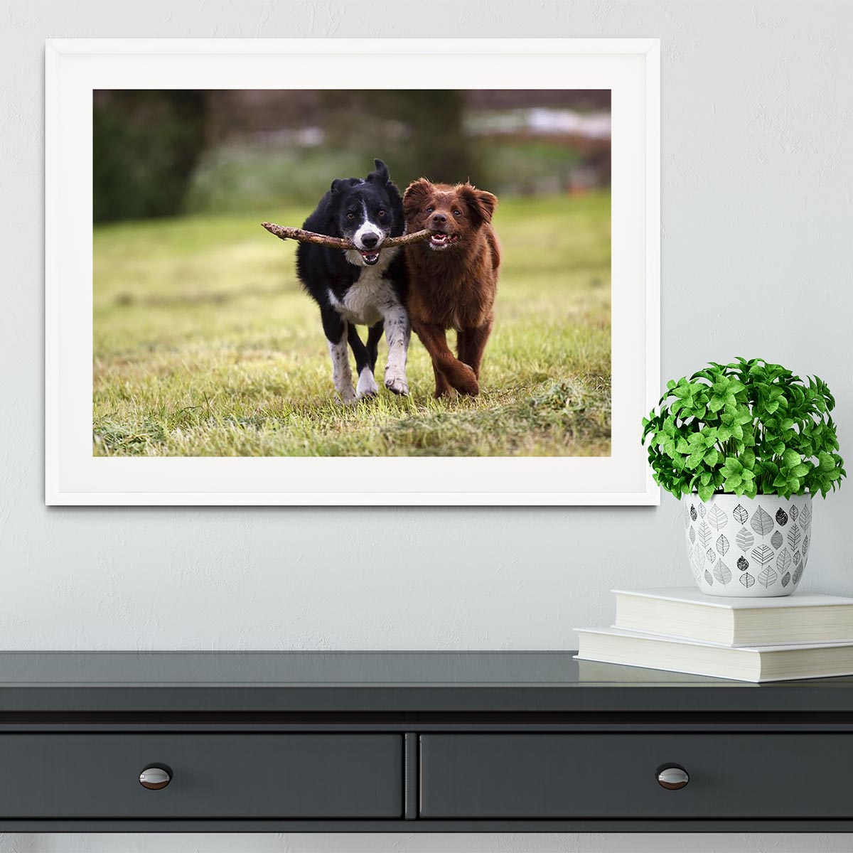 2 border collie dogs fetching a stick in open field Framed Print - Canvas Art Rocks - 5
