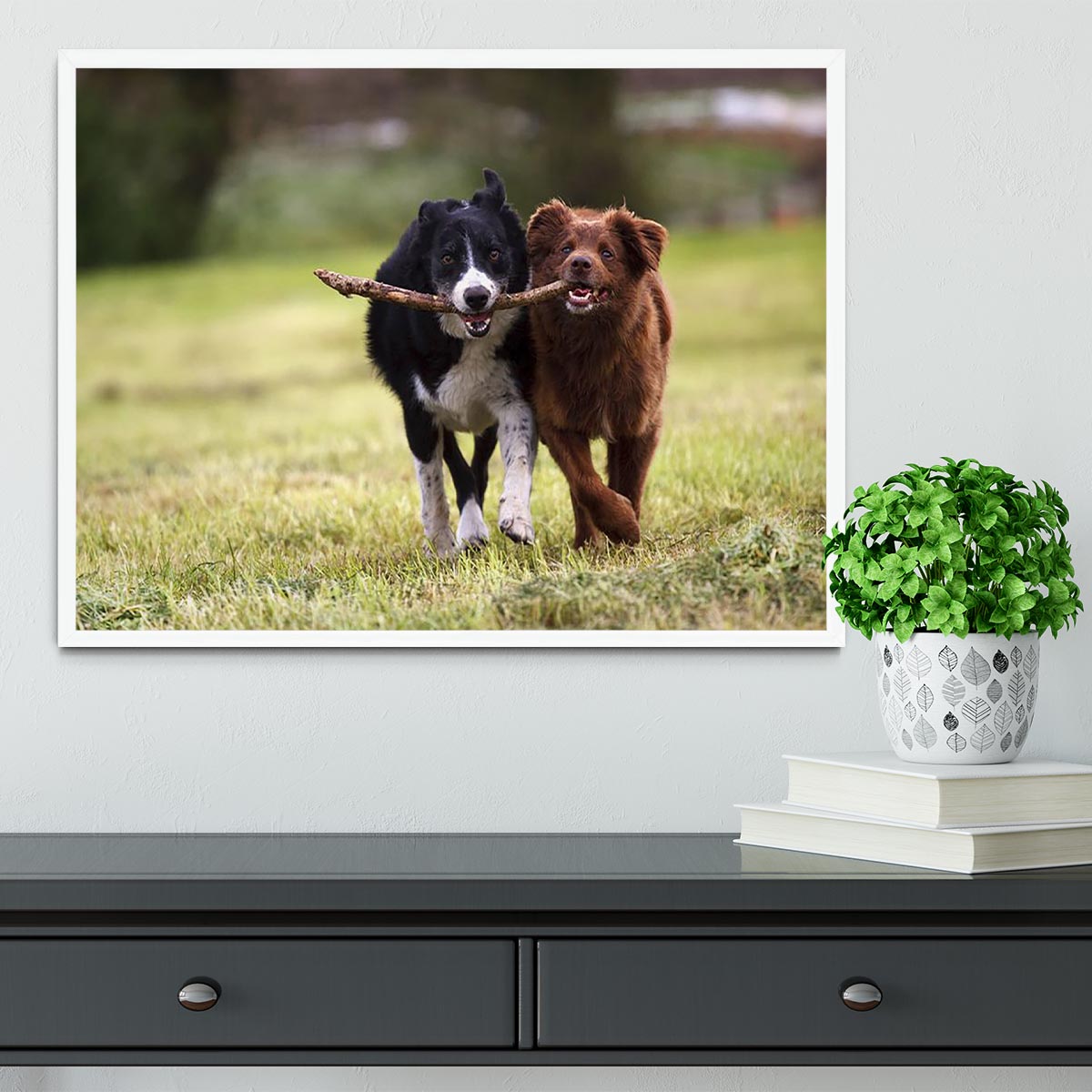 2 border collie dogs fetching a stick in open field Framed Print - Canvas Art Rocks -6