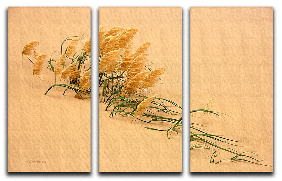 Pampas Grass In Sand Dune 3 Split Panel Canvas Print - Canvas Art Rocks - 1