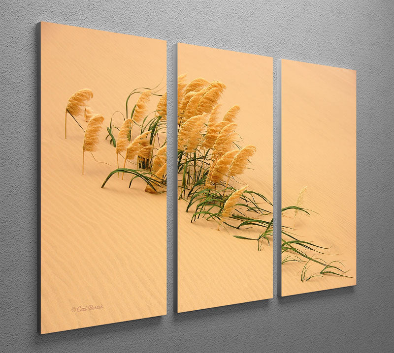 Pampas Grass In Sand Dune 3 Split Panel Canvas Print - Canvas Art Rocks - 2