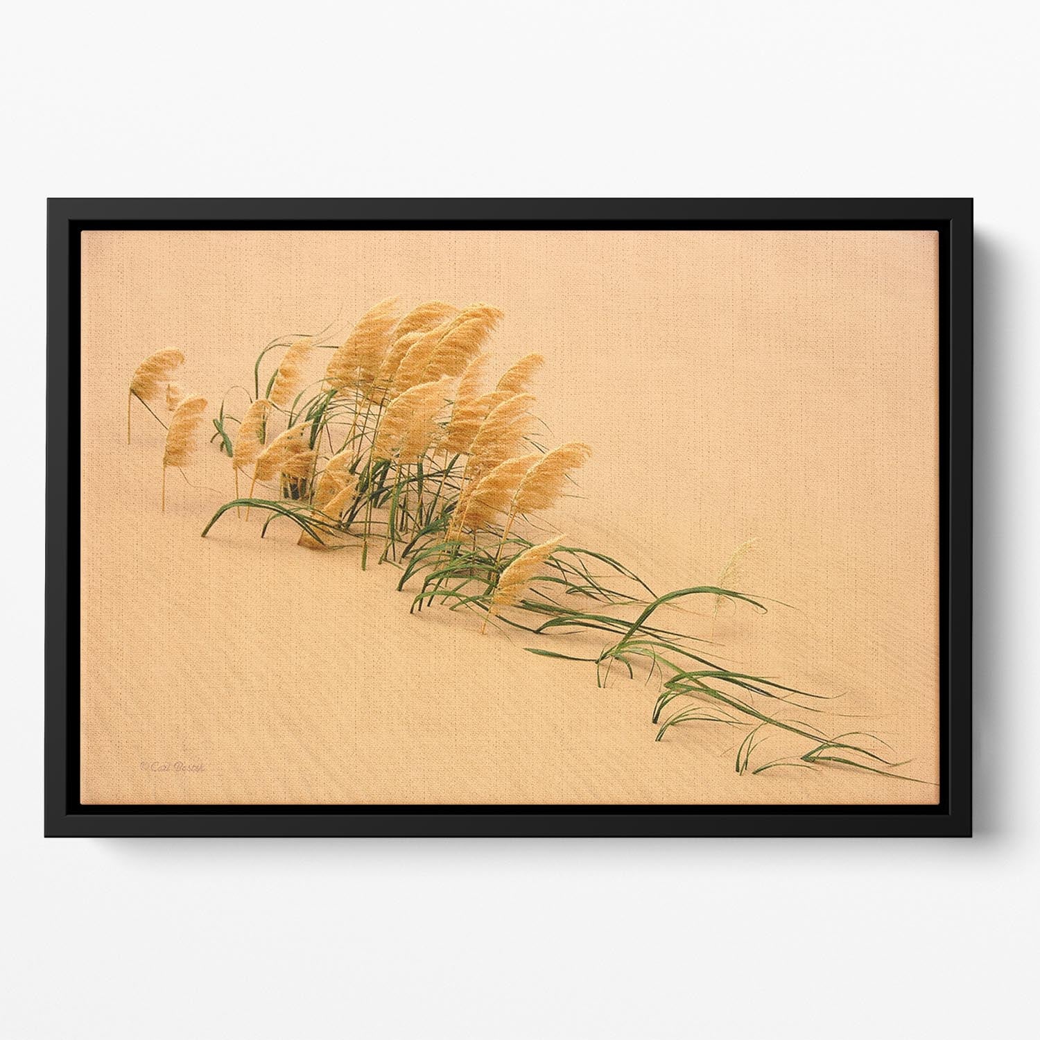 Pampas Grass In Sand Dune Floating Framed Canvas - Canvas Art Rocks - 2