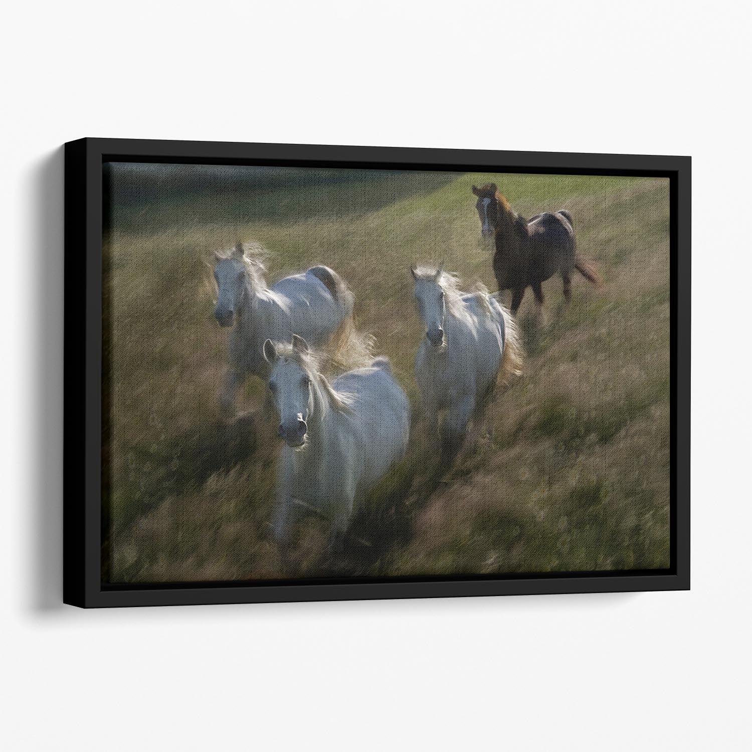Horses Gallop in Floating Framed Canvas - Canvas Art Rocks - 1