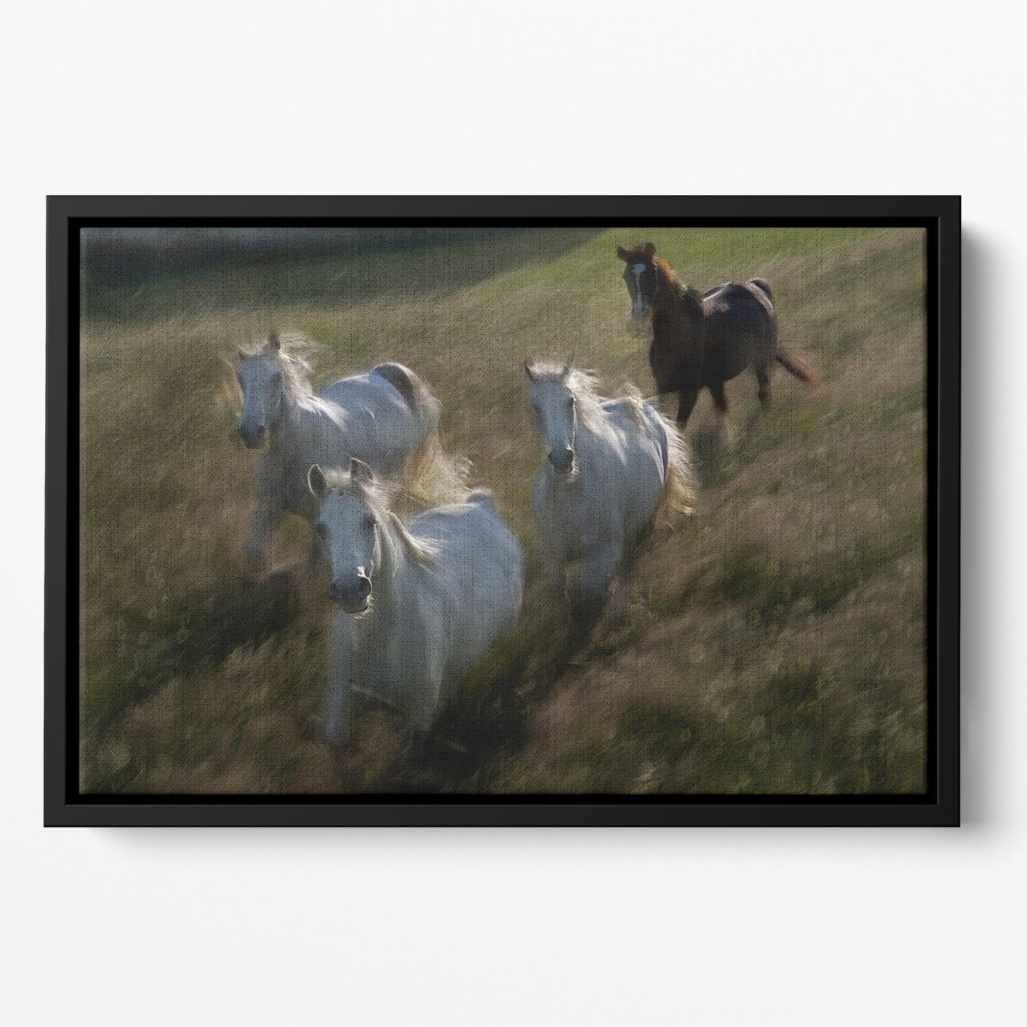 Horses Gallop in Floating Framed Canvas - Canvas Art Rocks - 2