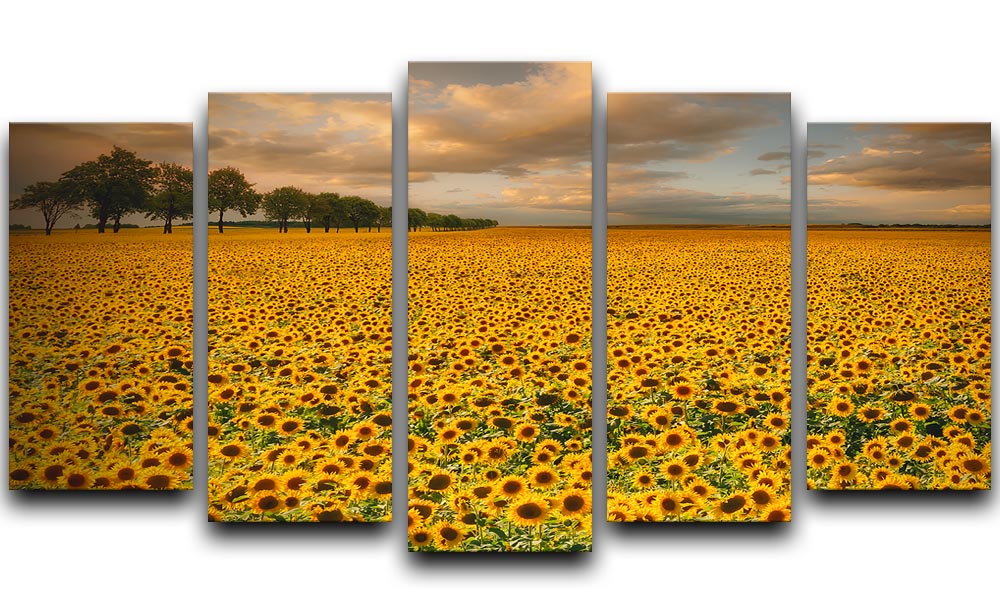 Sunflowers 5 Split Panel Canvas - Canvas Art Rocks - 1