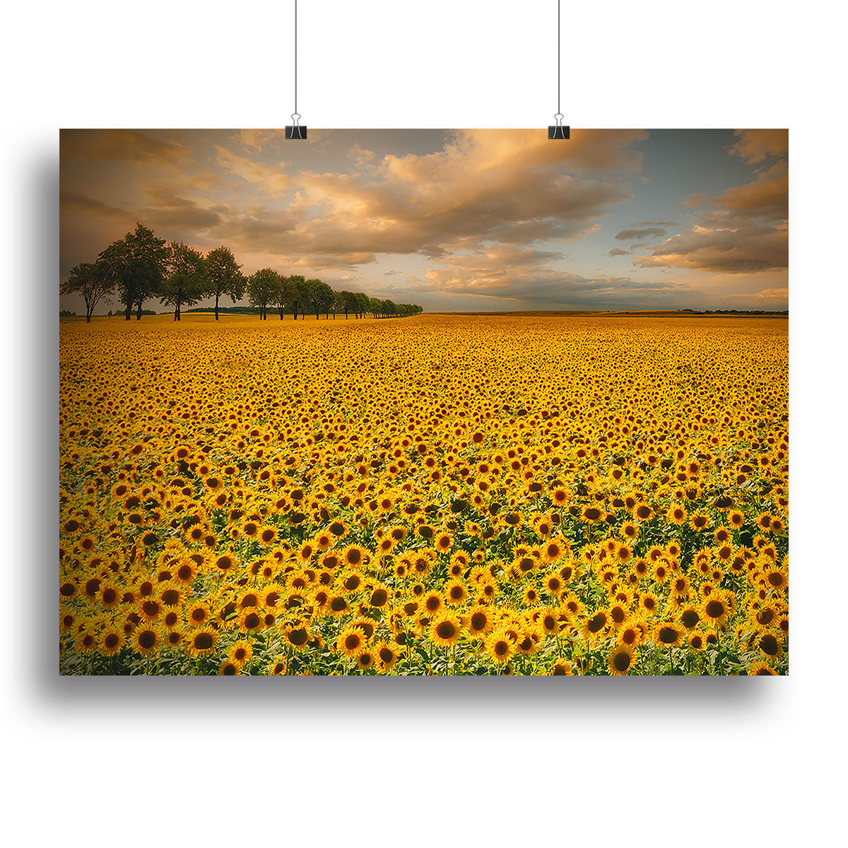 Sunflowers Canvas Print or Poster - Canvas Art Rocks - 2
