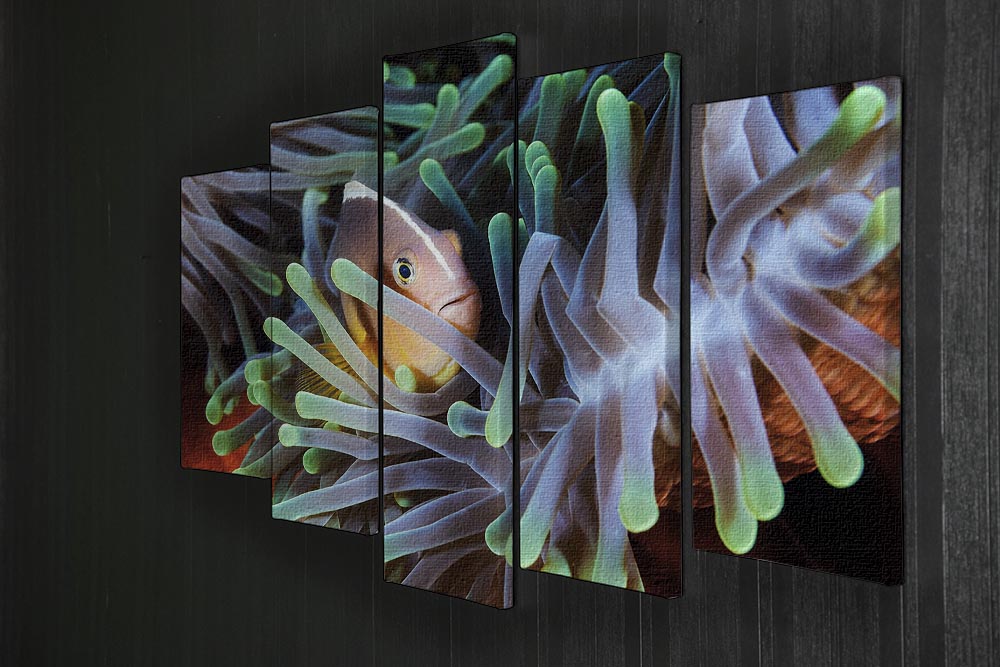 Clownfish 5 Split Panel Canvas - Canvas Art Rocks - 2