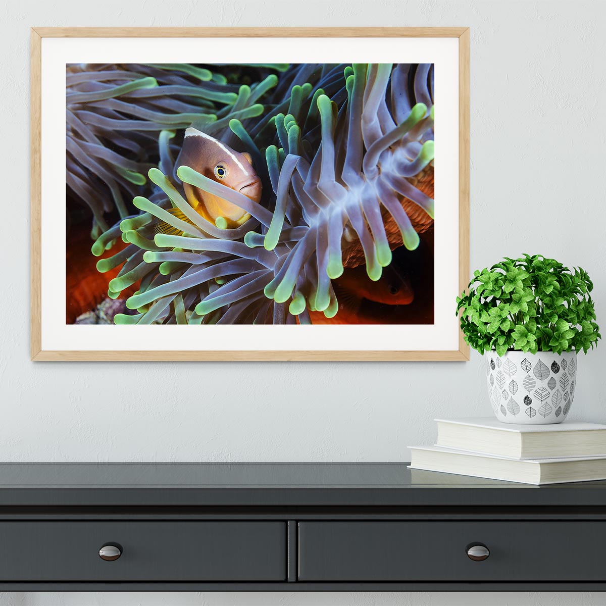 Clownfish Framed Print - Canvas Art Rocks - 3