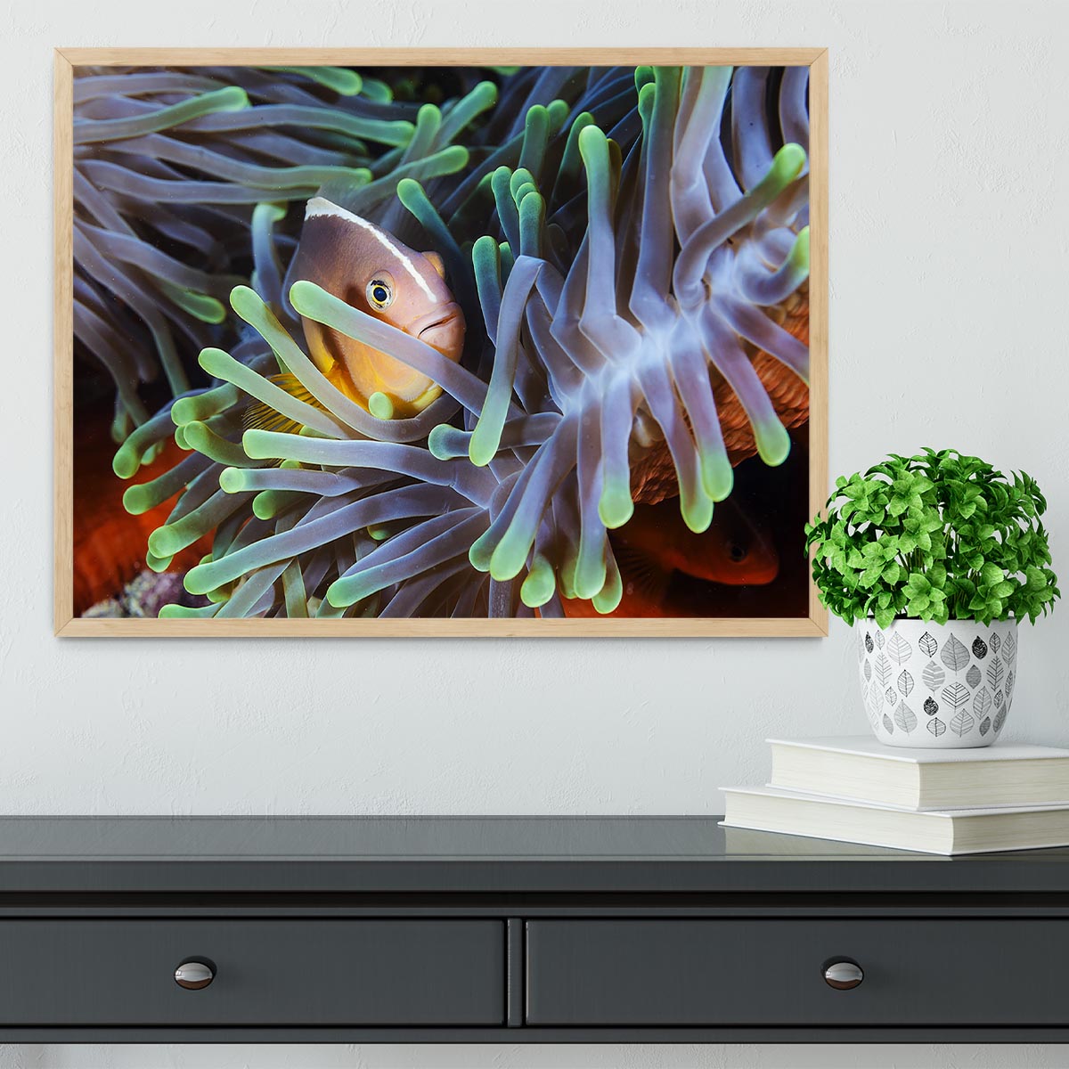 Clownfish Framed Print - Canvas Art Rocks - 4