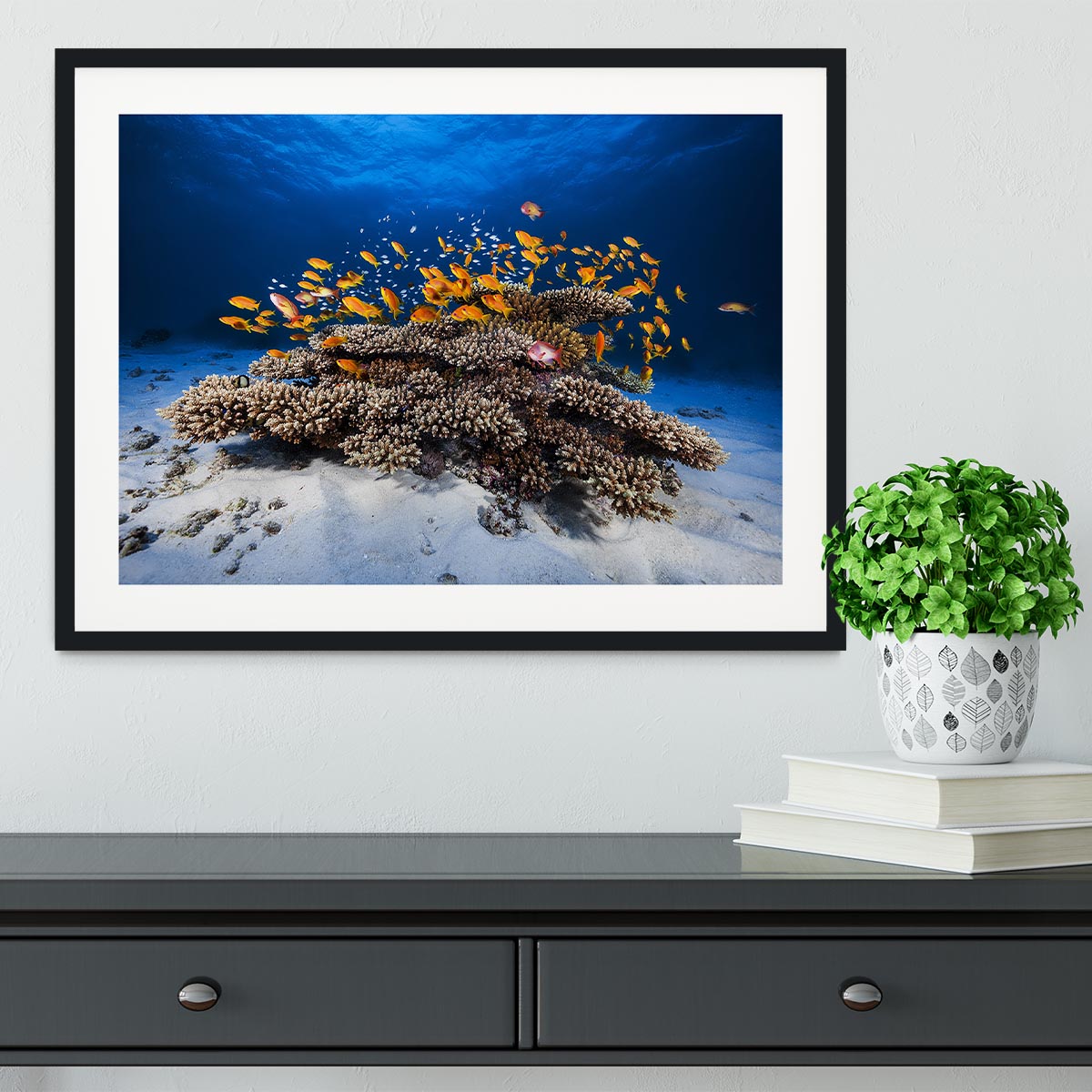 Marine Life Framed Print - Canvas Art Rocks - 1