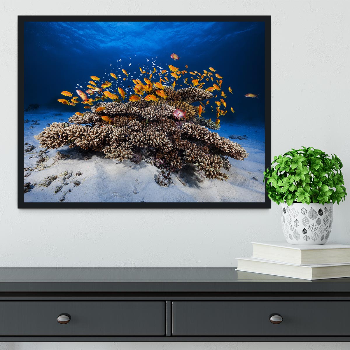 Marine Life Framed Print - Canvas Art Rocks - 2