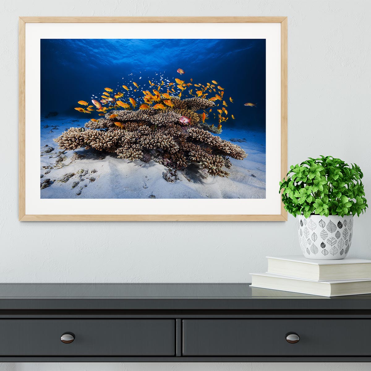 Marine Life Framed Print - Canvas Art Rocks - 3