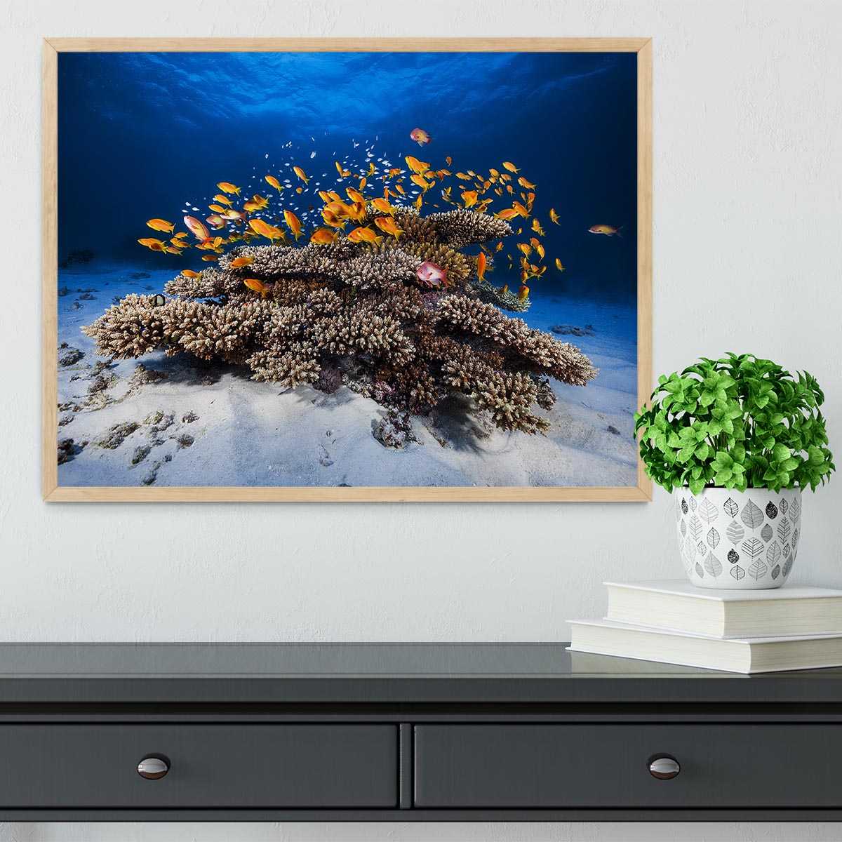 Marine Life Framed Print - Canvas Art Rocks - 4