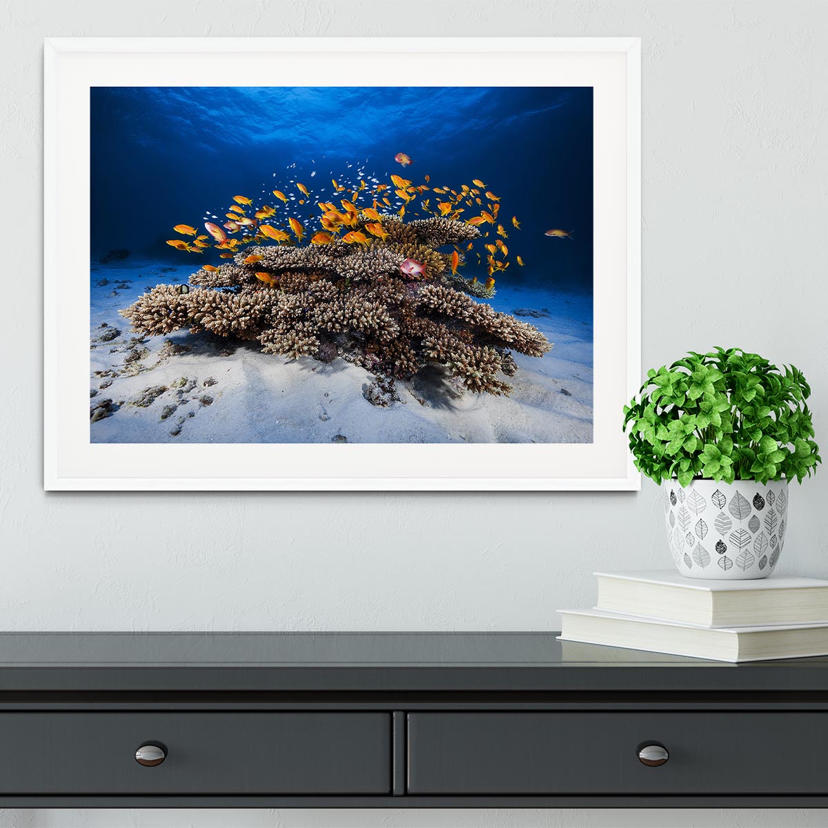 Marine Life Framed Print - Canvas Art Rocks - 5