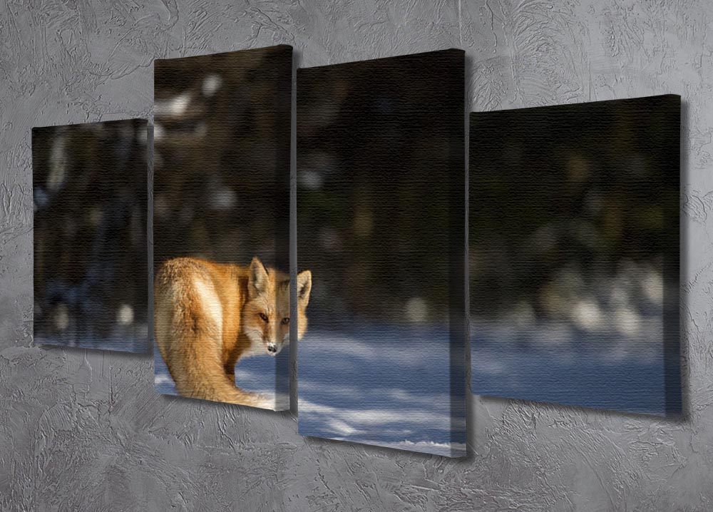 A Red Fox turns back to look at the camera 4 Split Panel Canvas - Canvas Art Rocks - 2