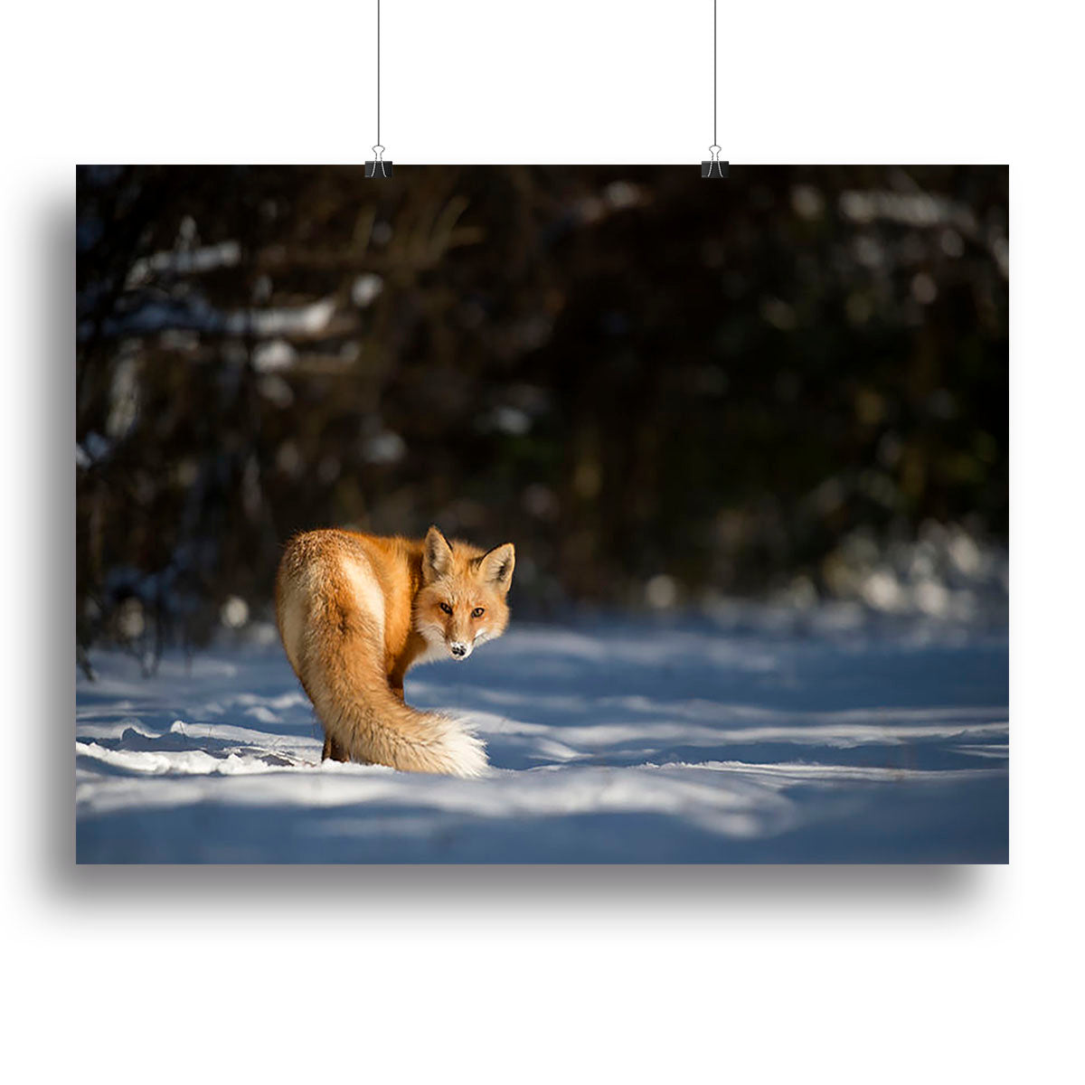 A Red Fox turns back to look at the camera Canvas Print or Poster - Canvas Art Rocks - 2
