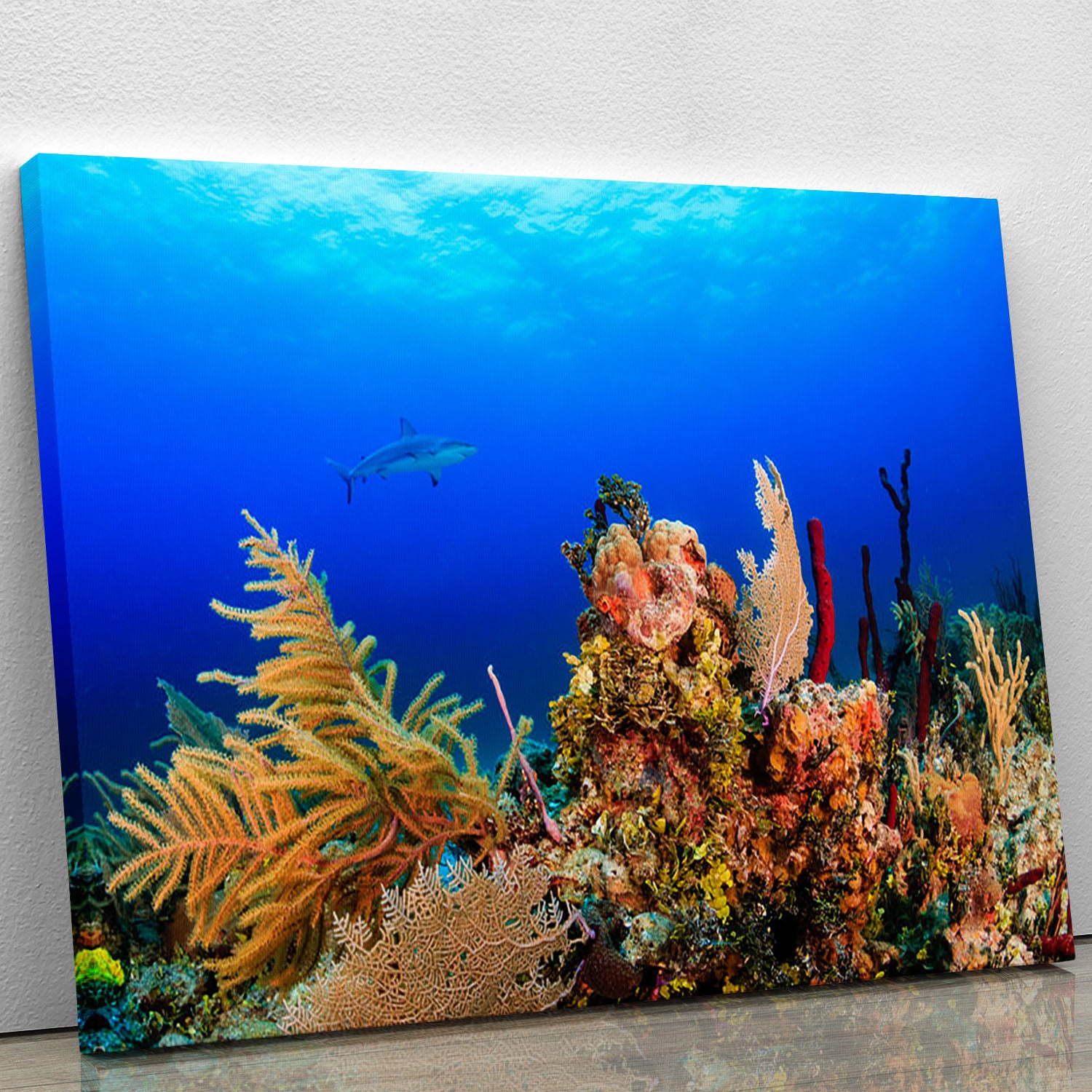 A Reef shark swimming on a tropical coral reef Canvas Print or Poster - Canvas Art Rocks - 1