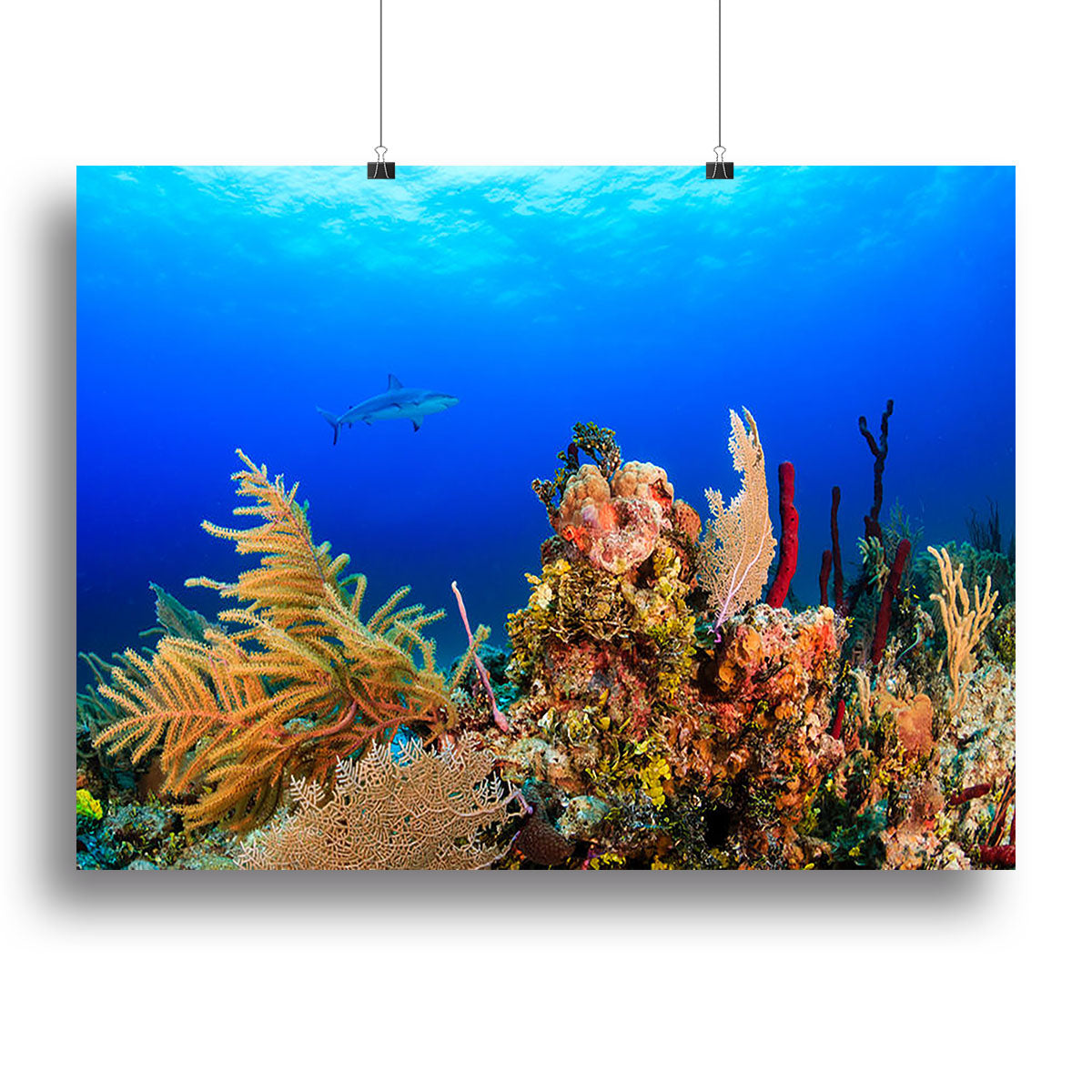 A Reef shark swimming on a tropical coral reef Canvas Print or Poster - Canvas Art Rocks - 2