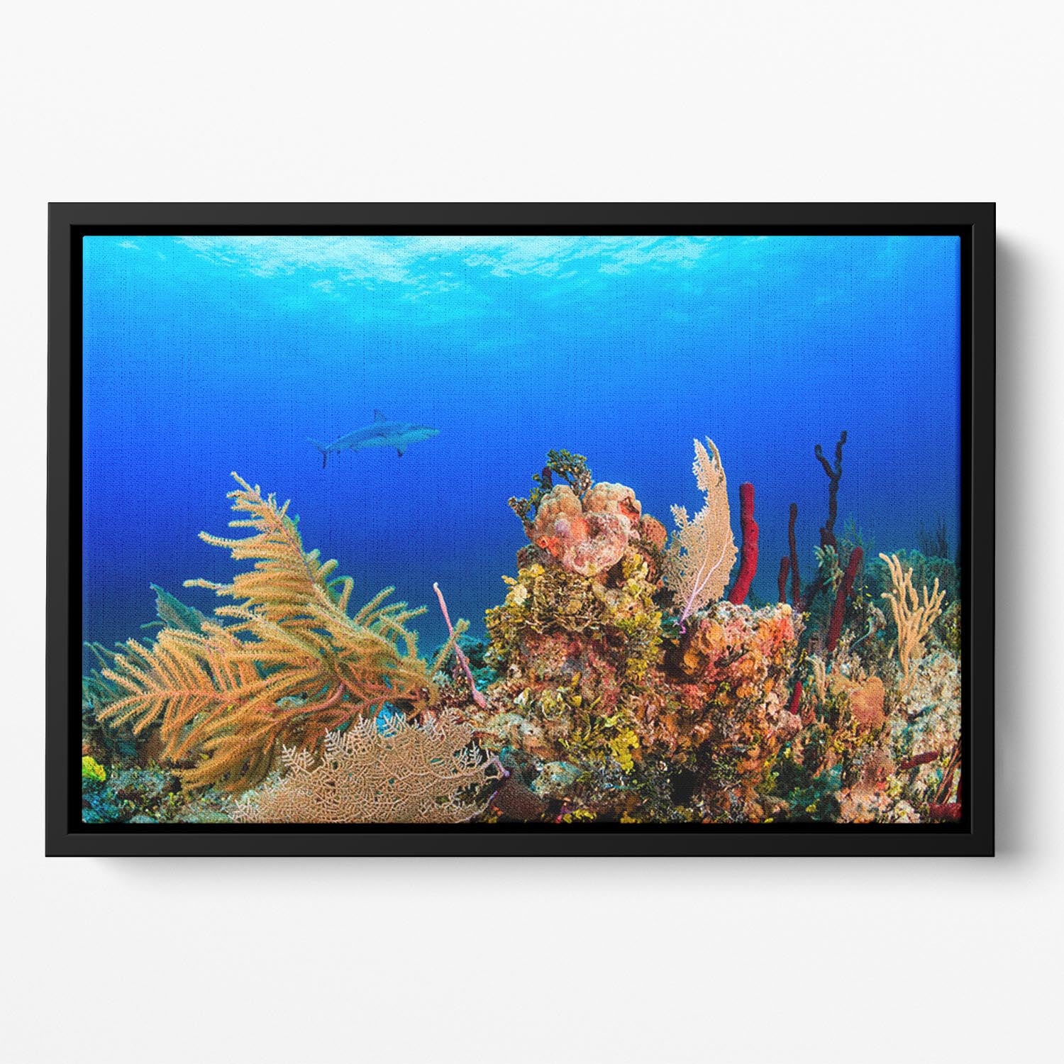 A Reef shark swimming on a tropical coral reef Floating Framed Canvas - Canvas Art Rocks - 2