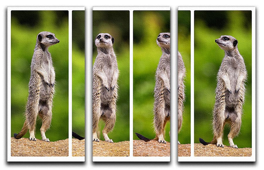 A collage of meerkats 3 Split Panel Canvas Print - Canvas Art Rocks - 1