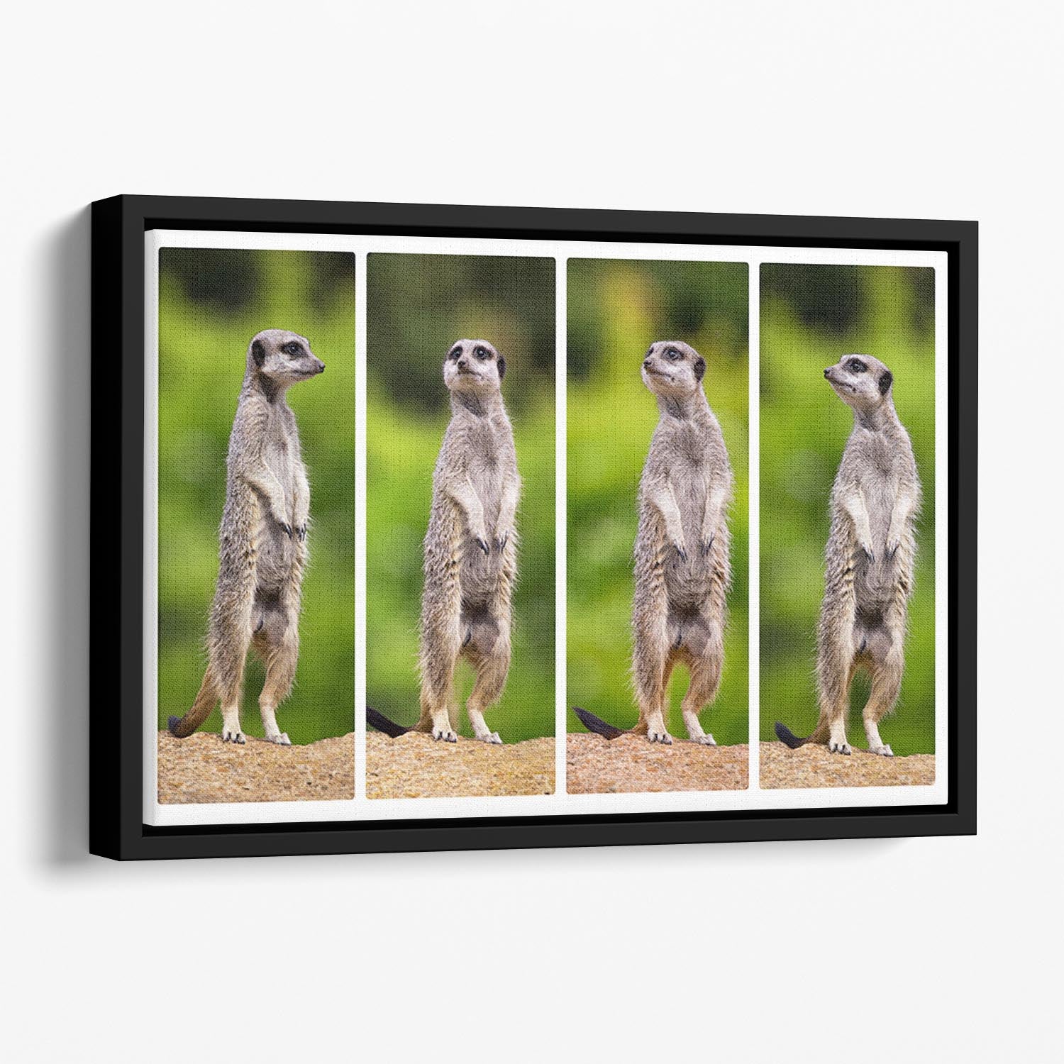 A collage of meerkats Floating Framed Canvas - Canvas Art Rocks - 1