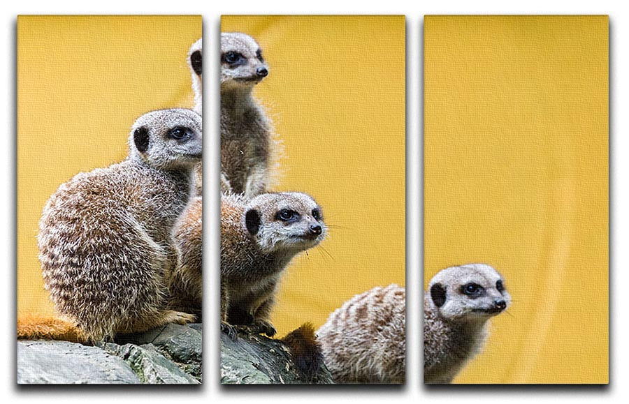 A group of meerkats seen on top of a rock 3 Split Panel Canvas Print - Canvas Art Rocks - 1